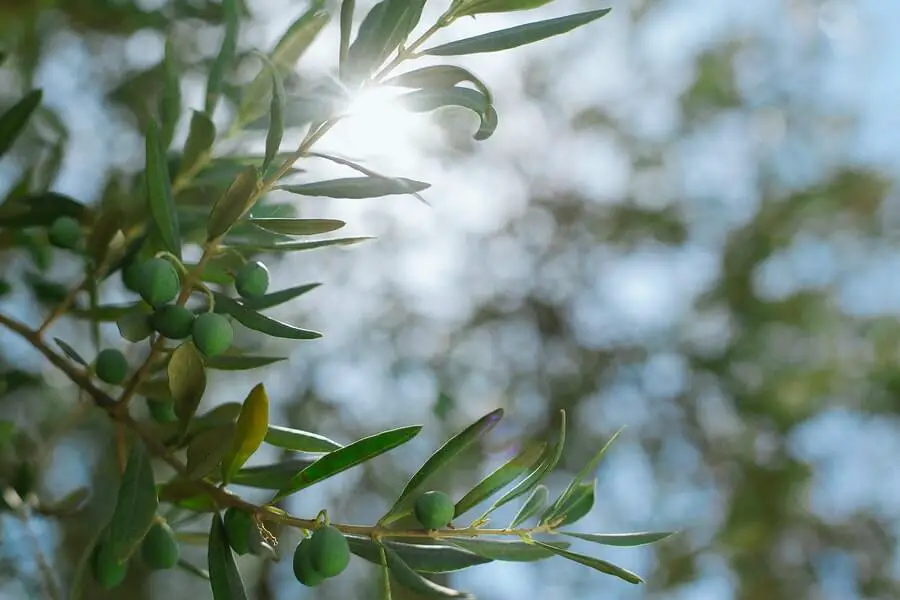 Olive Leaf Extract Benefits for Skin